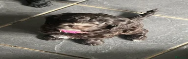 Cockapoo 1