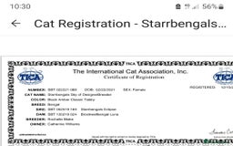 Bengal cats for sale: Cuddly charity donation show quality pay monthly - Image 15