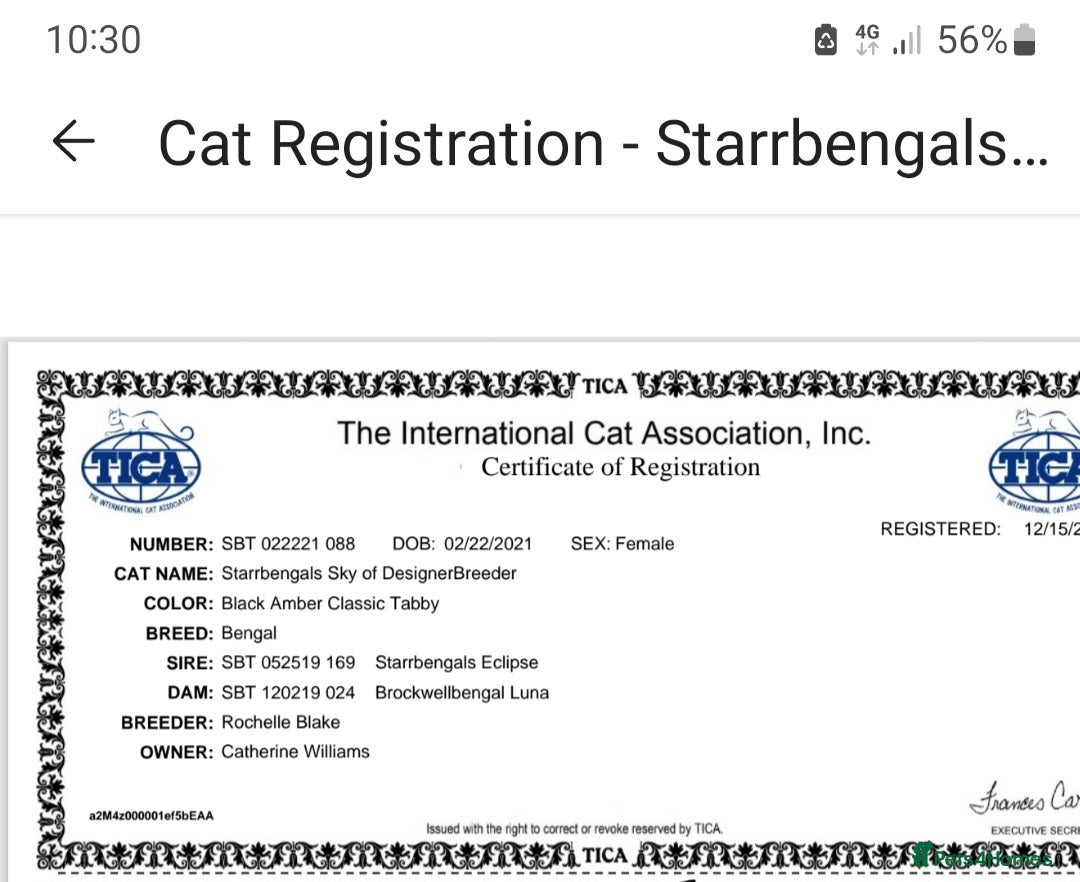 Bengal cats for sale: Cuddly charity donation show quality pay monthly - Image 15