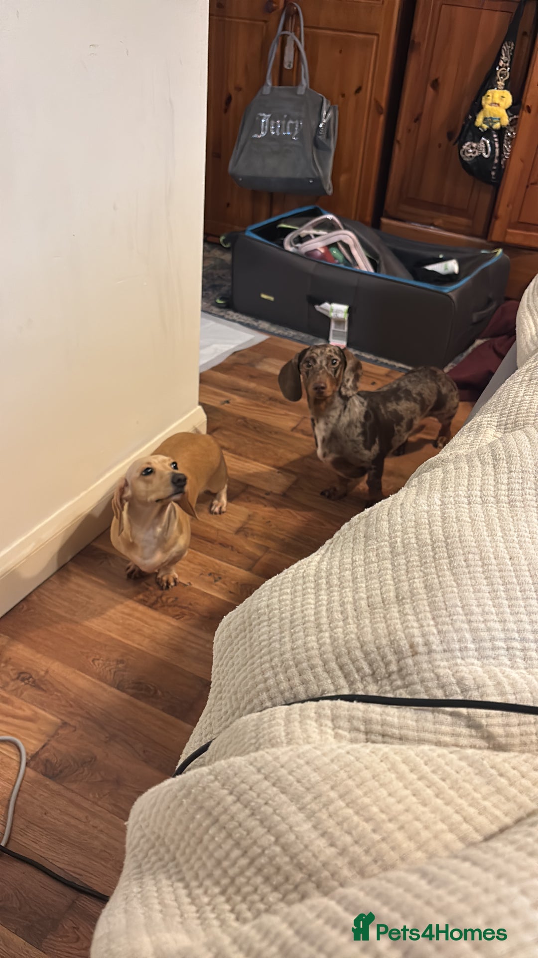 Dachshund dogs for sale: AD CURRENTLY ON HOLD  - Advert 2