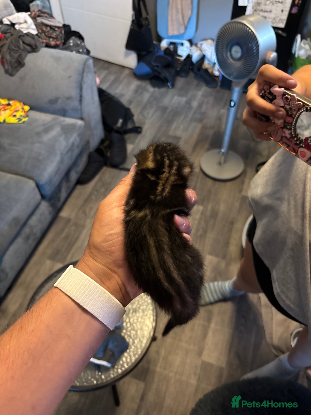 Bengal cats for sale: Bengal X  - Image 18
