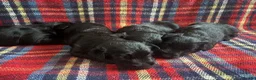 Scottish Terrier dogs for sale: Beautiful Scottie’s  - Advert 2