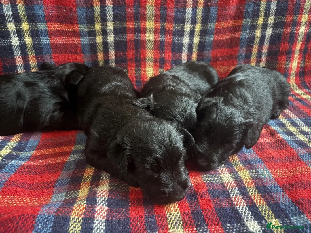 Scottish Terrier dogs for sale: Beautiful Scottie’s  - Advert 2