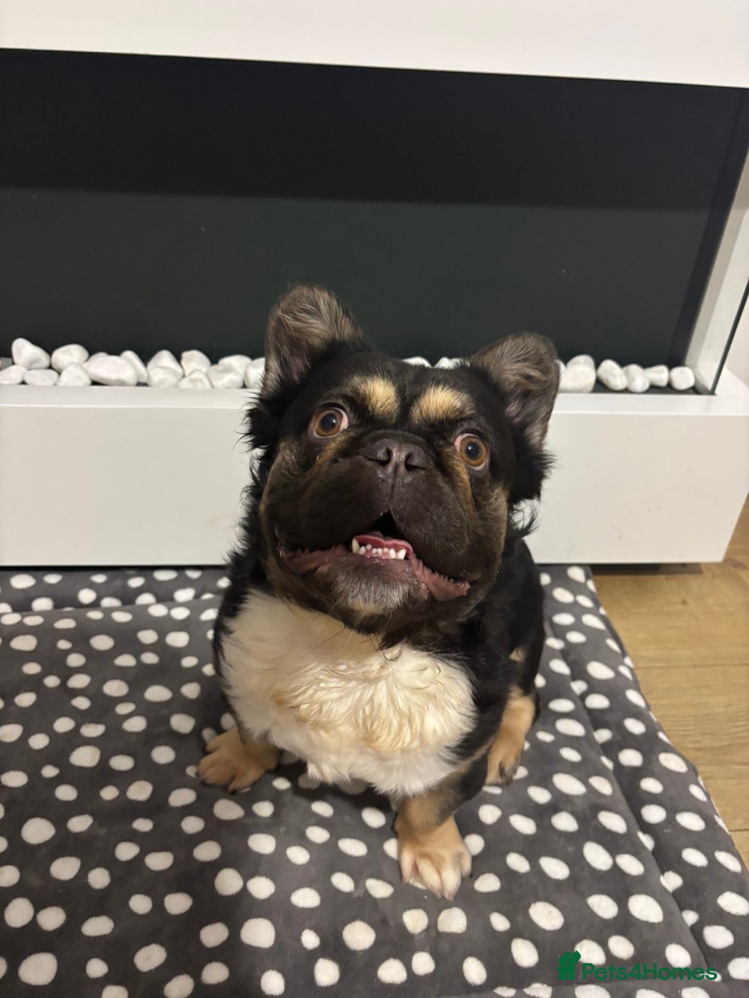 French Bulldog dogs for sale: Fluffy frenchi  - Advert 14