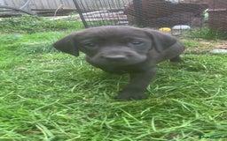Labrador Retriever dogs for sale: Beautiful Labrador pups  - Image 3