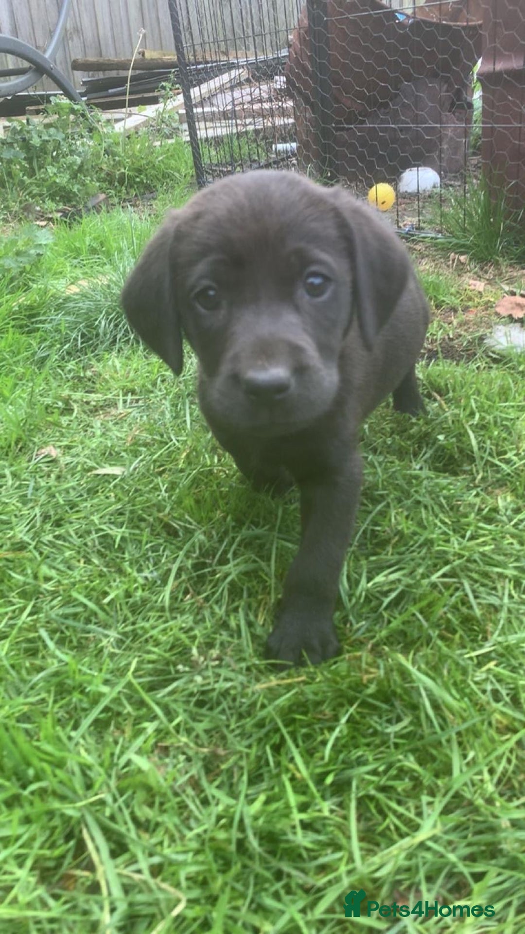 Labrador Retriever dogs for sale: Beautiful Labrador pups  - Image 3
