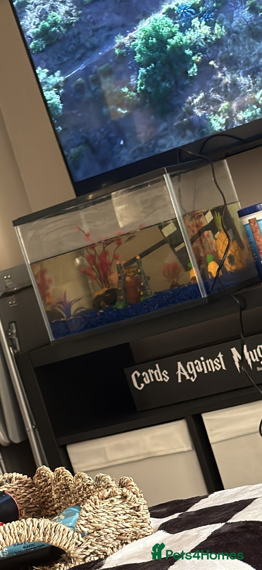 Fancy Goldfish fish Mixed fish and tank  - Advert 1