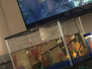 Fancy Goldfish fish Mixed fish and tank - Advert 1