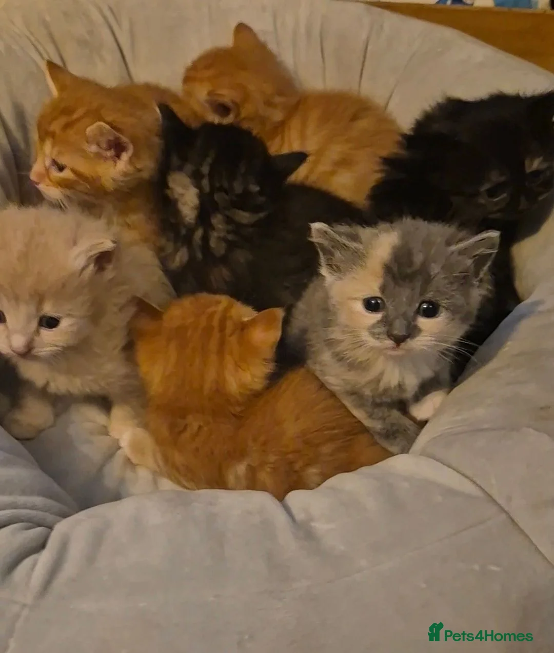 Turkish Angora cats for sale: Beautiful Turkish Angora- British Longhair Kittesn - Advert 2