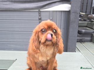 Cavalier King Charles Spaniel dogs Extensively health tested ruby STUD - Advert 17