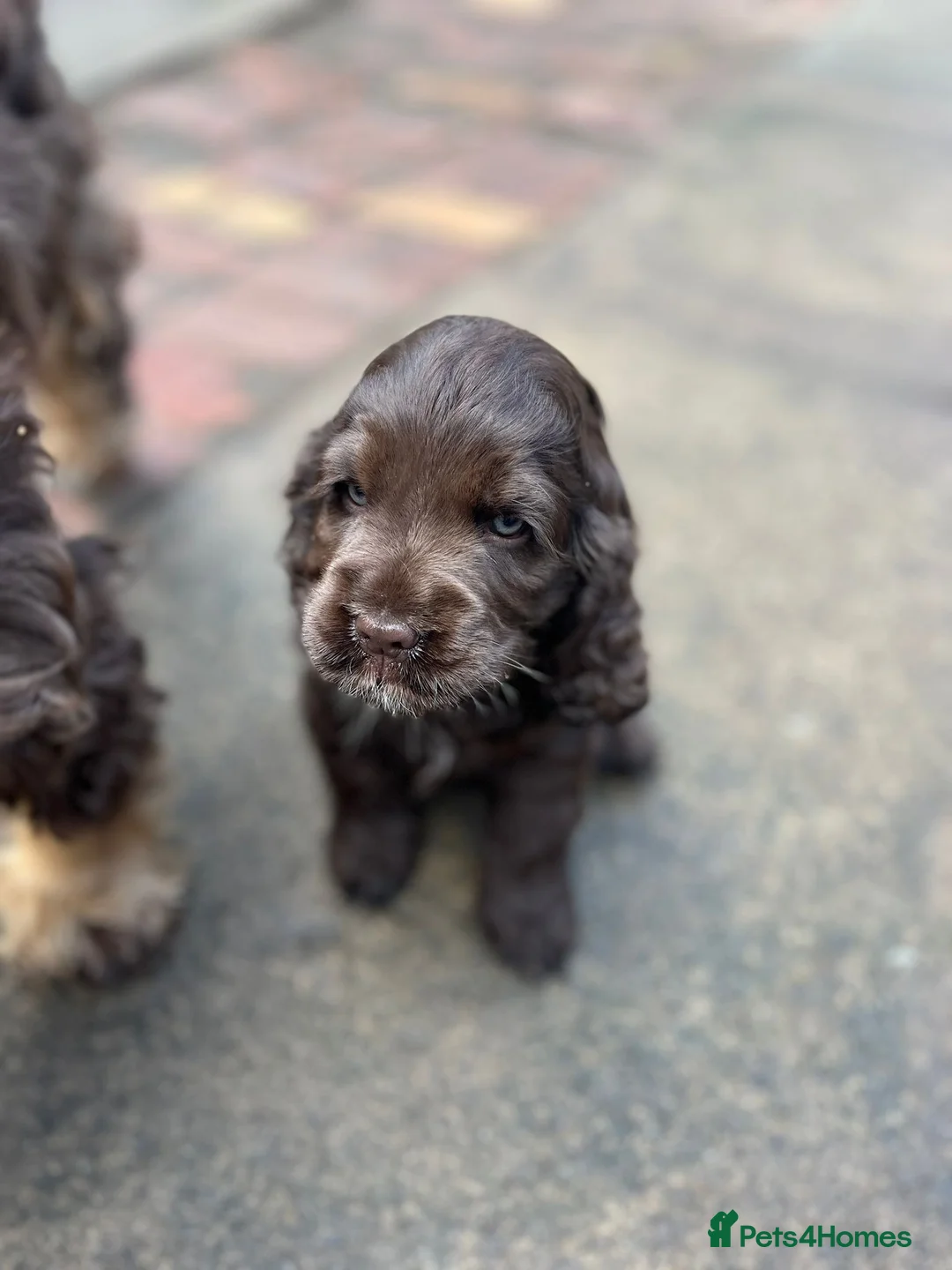 American Cocker Spaniel dogs for stud: KC PROVEN American Cocker Spaniel Stud (0.1% COI) in Stafford - Advert 7