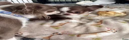 Chihuahua dogs for sale: Pretty tiny girl  - Advert 2
