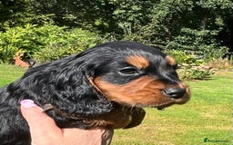 Cocker Spaniel dogs for sale:  *ONLY 1 LEFT* BLACK & TAN KC COCKER DOG  - Image 8