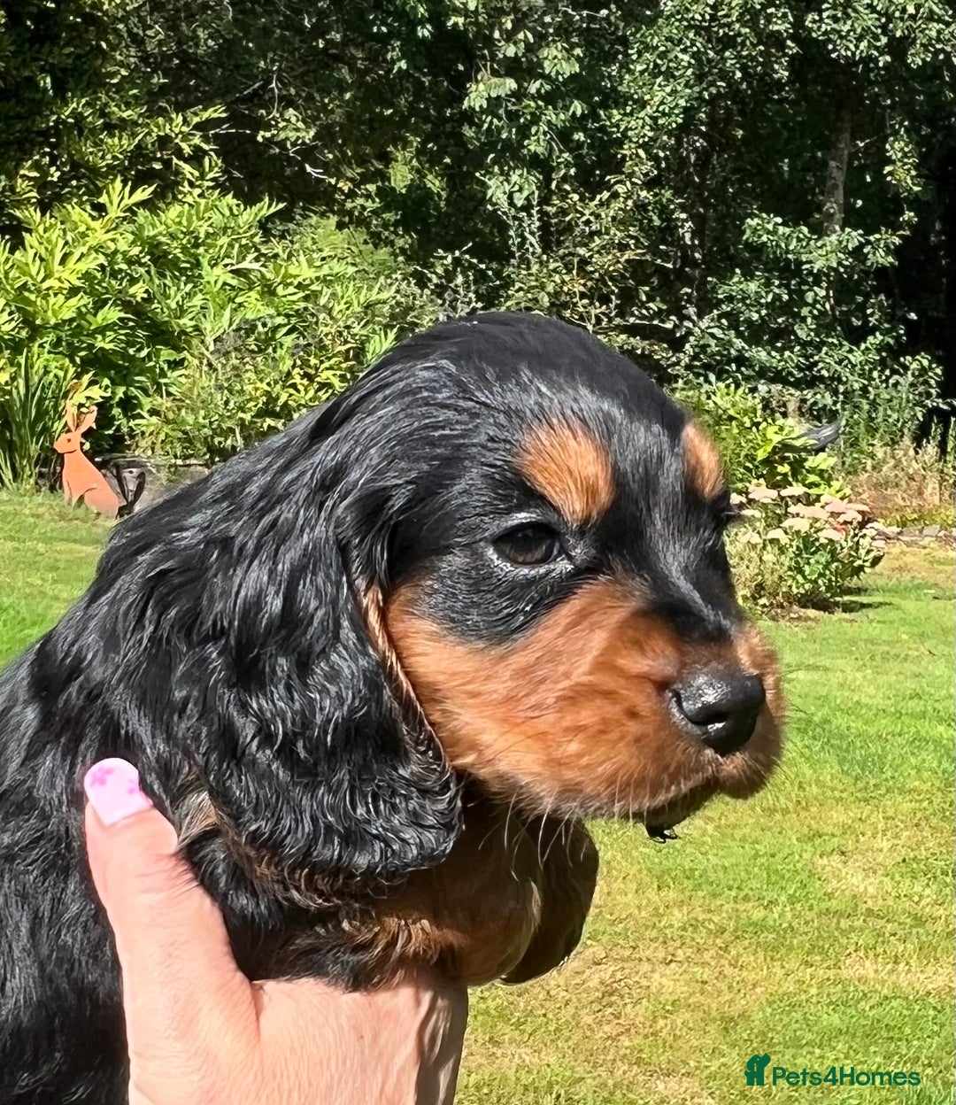 Cocker Spaniel dogs for sale:  *ONLY 1 LEFT* BLACK & TAN KC COCKER DOG  - Image 8
