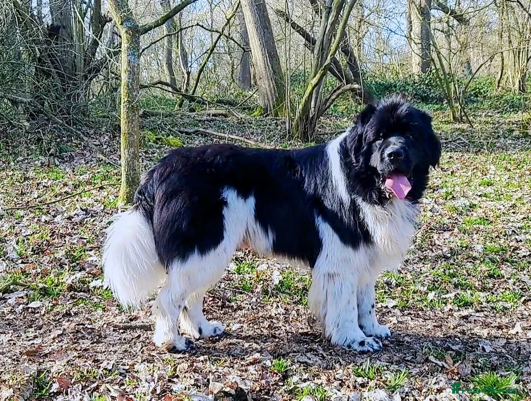 Newfoundland dogs for stud: KC registered health tested Landseer Newfoundland  in Ilkeston - Advert 2