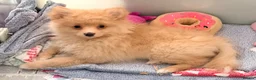 Pomeranian dogs for sale: Ready now Last little Boy … Pomeranian puppies  - Advert 1