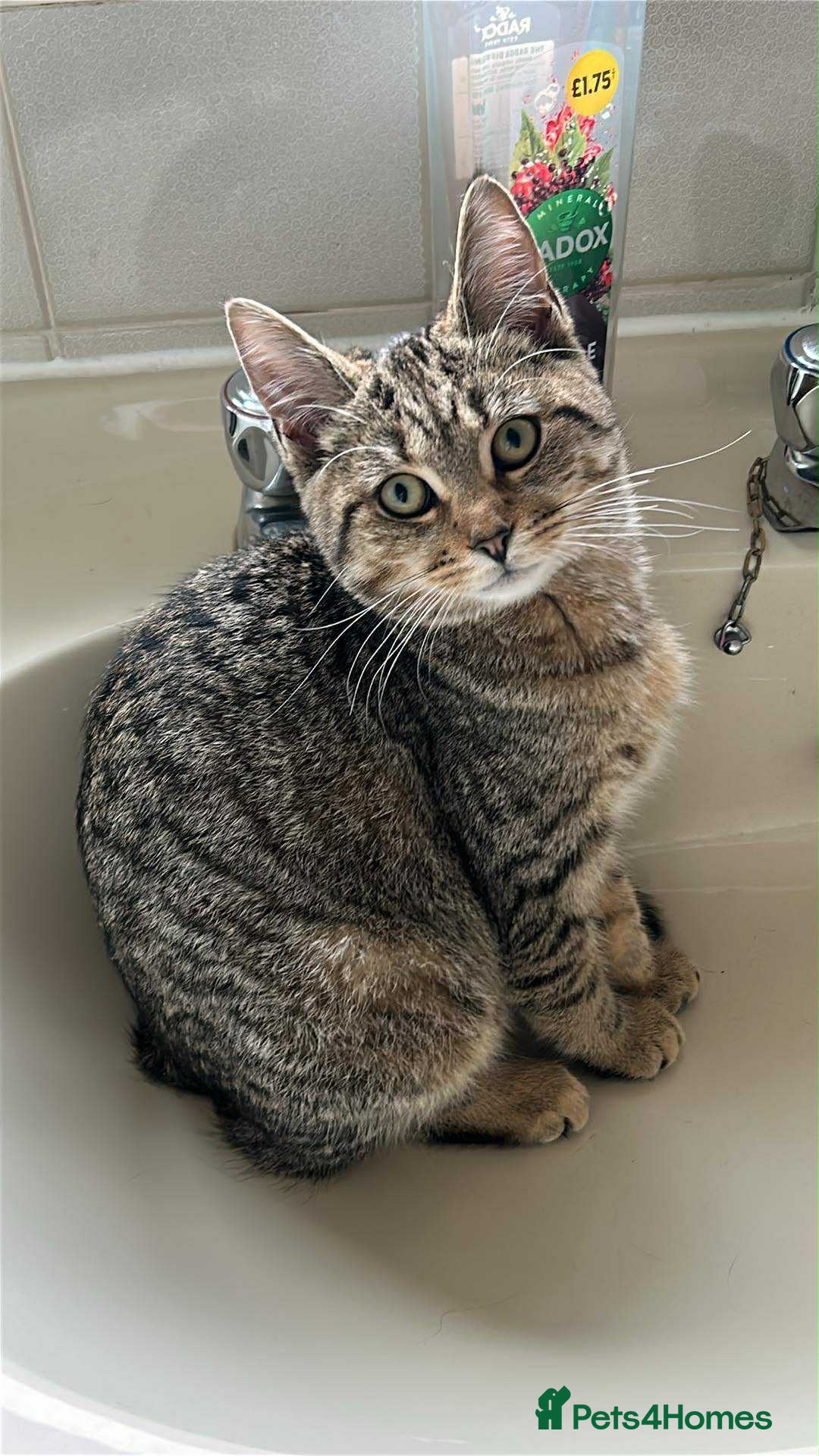 Bengal cats for sale: Princess available - Advert 5