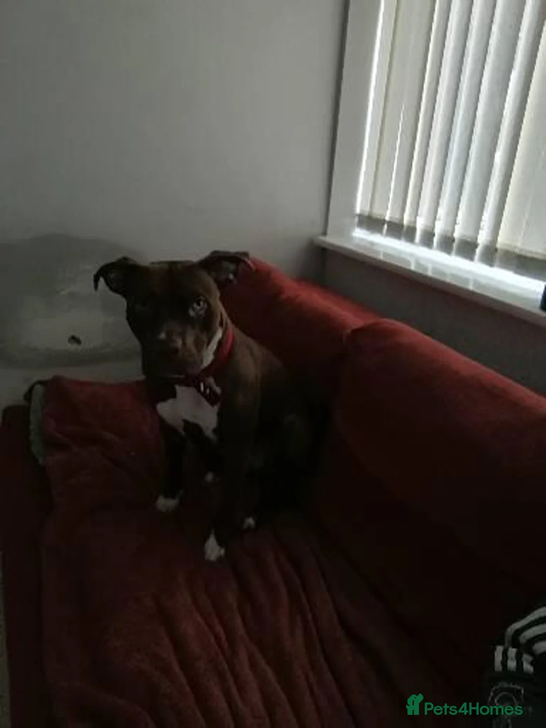 Mixed Breed dogs for sale: Staff x for sale must go today  - Advert 4