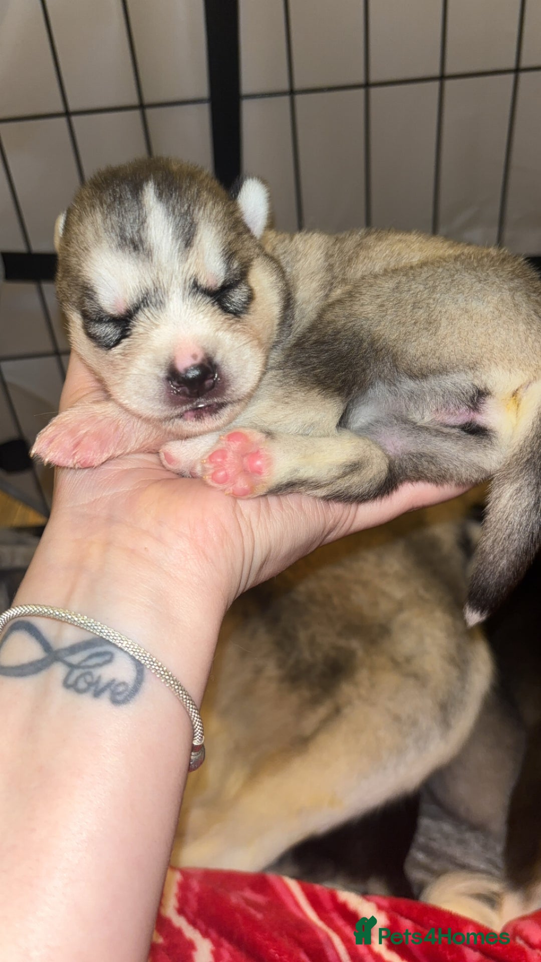 Siberian Husky dogs for sale: 6 Beautiful Siberian Husky’s ❤️ - Advert 29