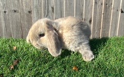 Mini Lion Lop rabbits for sale: ✨ 2 MINI LION LOPS – READY NOW ✨ - Image 8