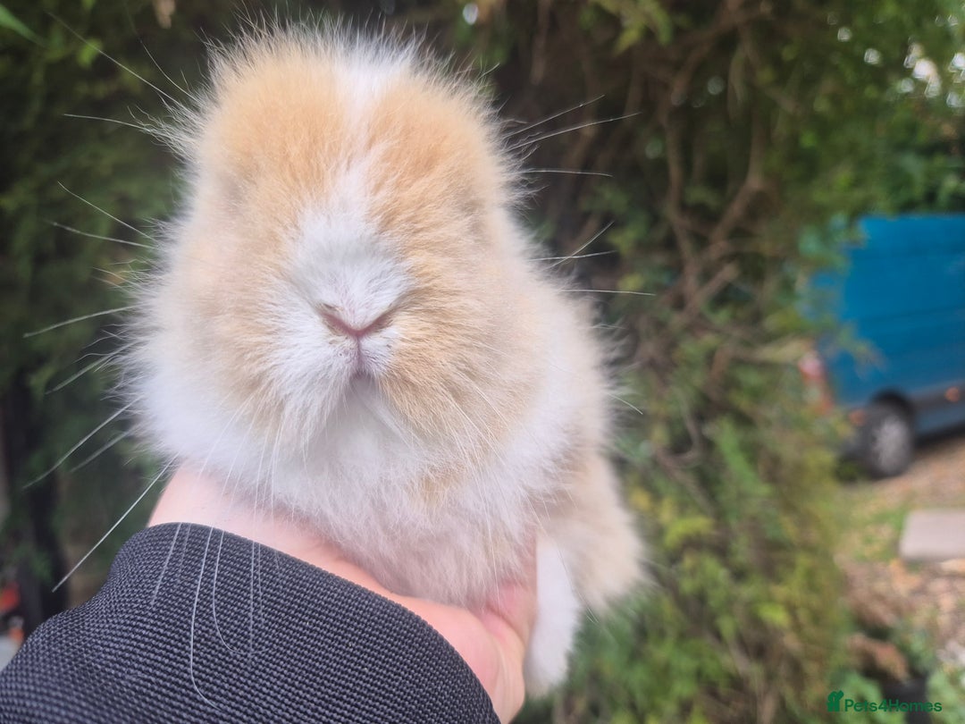 Angora rabbits for sale: Teddydwerg babies 💓💙 - Image 2