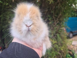 Angora rabbits - Advert 1