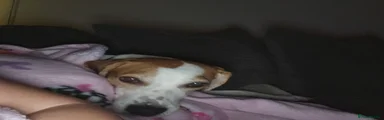 Mixed Breed 1