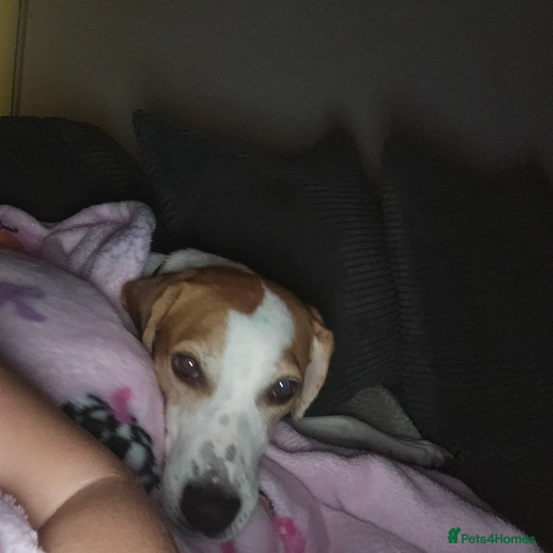 Mixed Breed dogs for sale: Foxhound wippet 2 years old female in Ramsgate - Advert 2