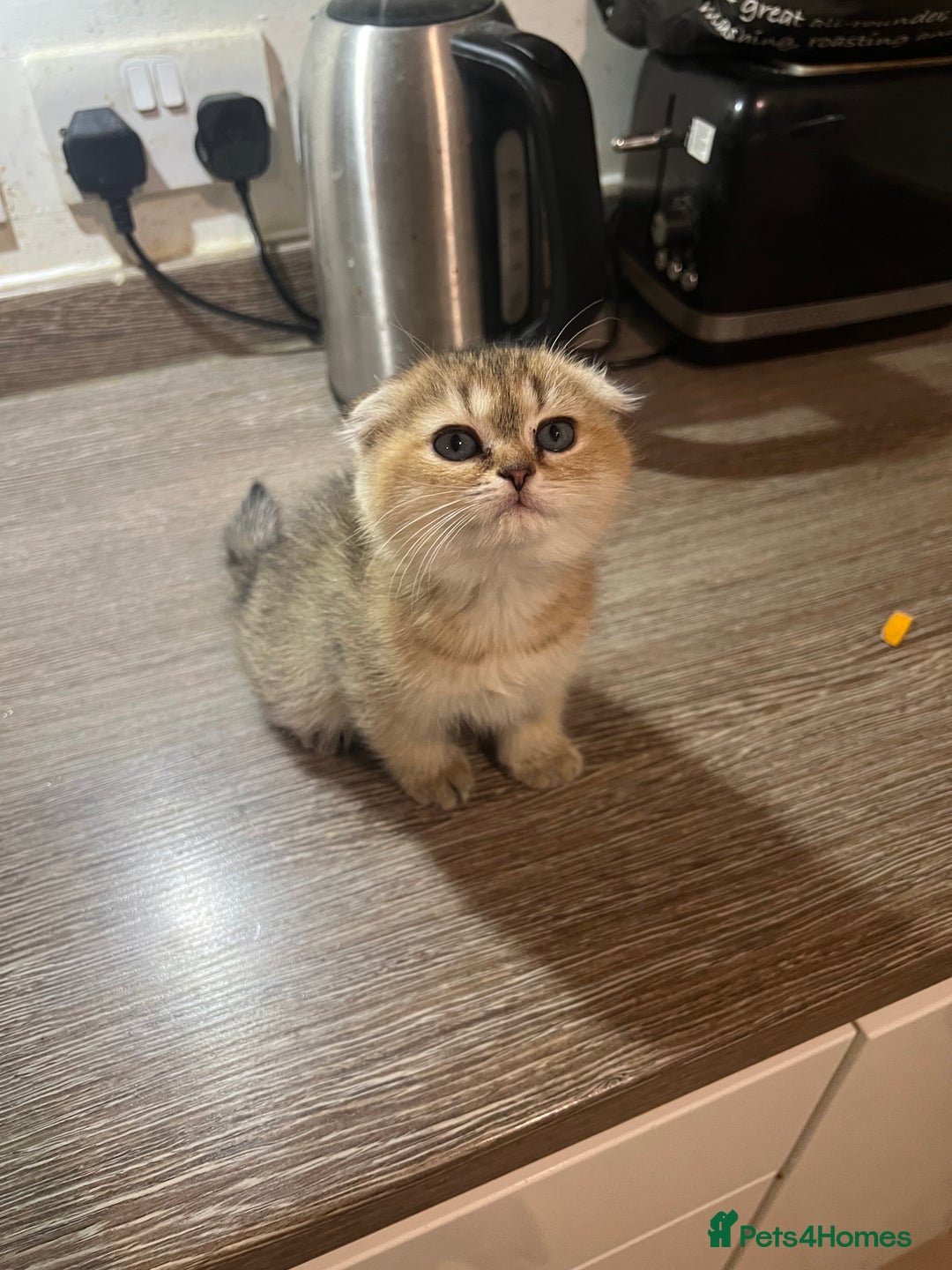 Scottish Fold cats for sale: Scottish Fold Kittens Ready for Loving Homes - Image 10