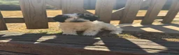 Cockapoo dogs for sale: 2 beautiful F1 cockapoo puppies  - Advert 7