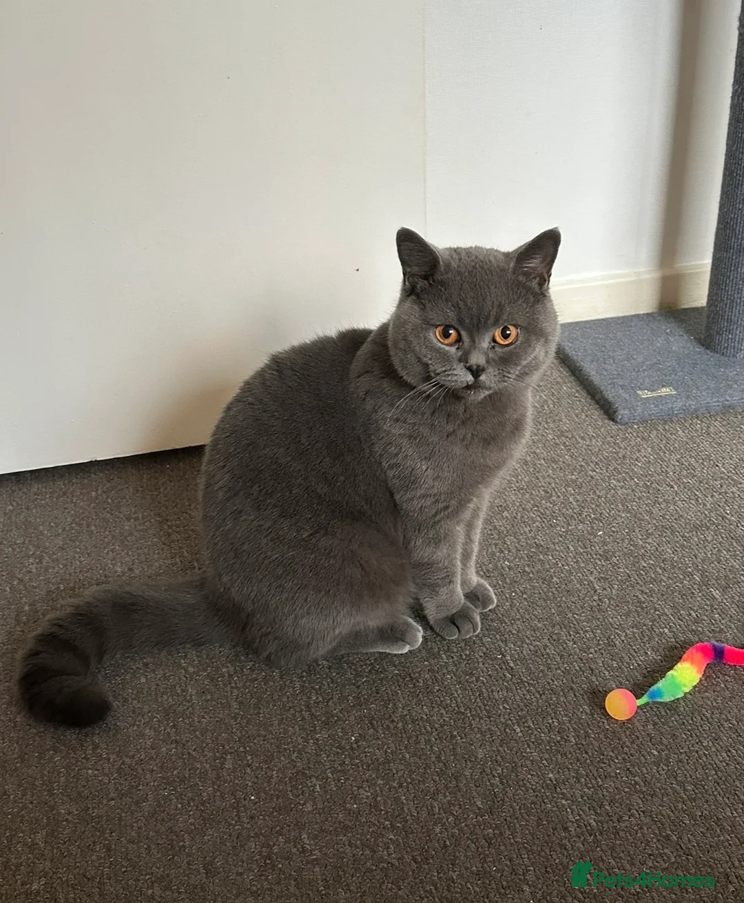 British Shorthair cats for sale: Bonded pair looking for a new home - Advert 11
