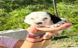 English Setter dogs for adoption: Setter x pups  - Image 5