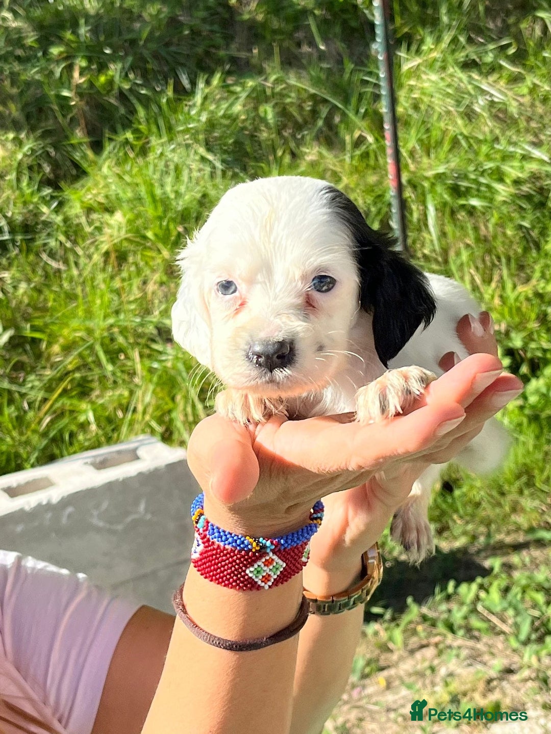 English Setter dogs for adoption: Setter x pups  - Image 5