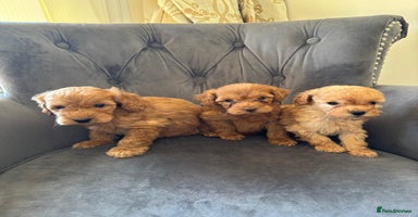 Labradoodle dogs - Advert 4