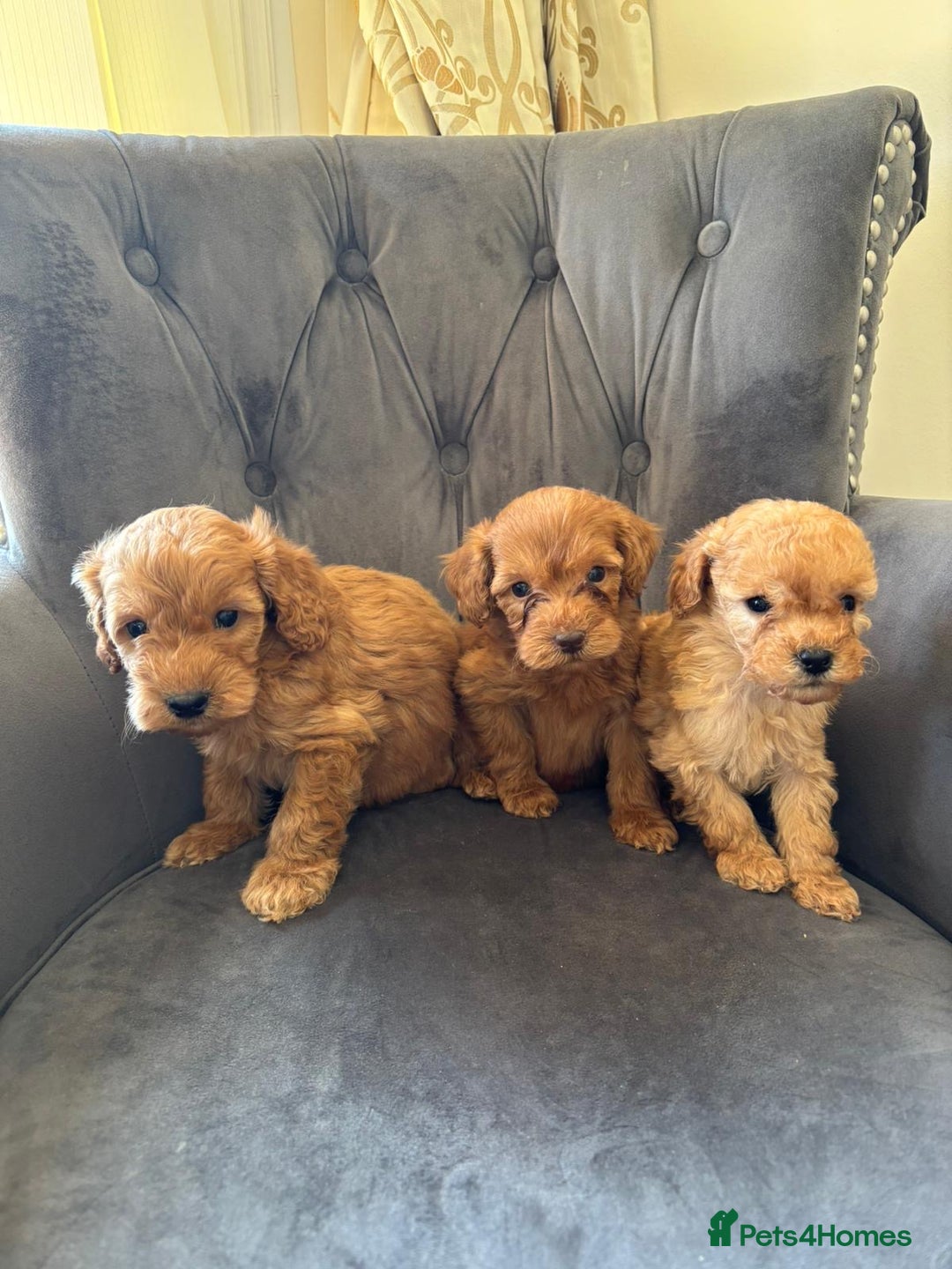 Labradoodle dogs for sale: LICENSED BREEDER Health tested mini labradoodles - Image 2