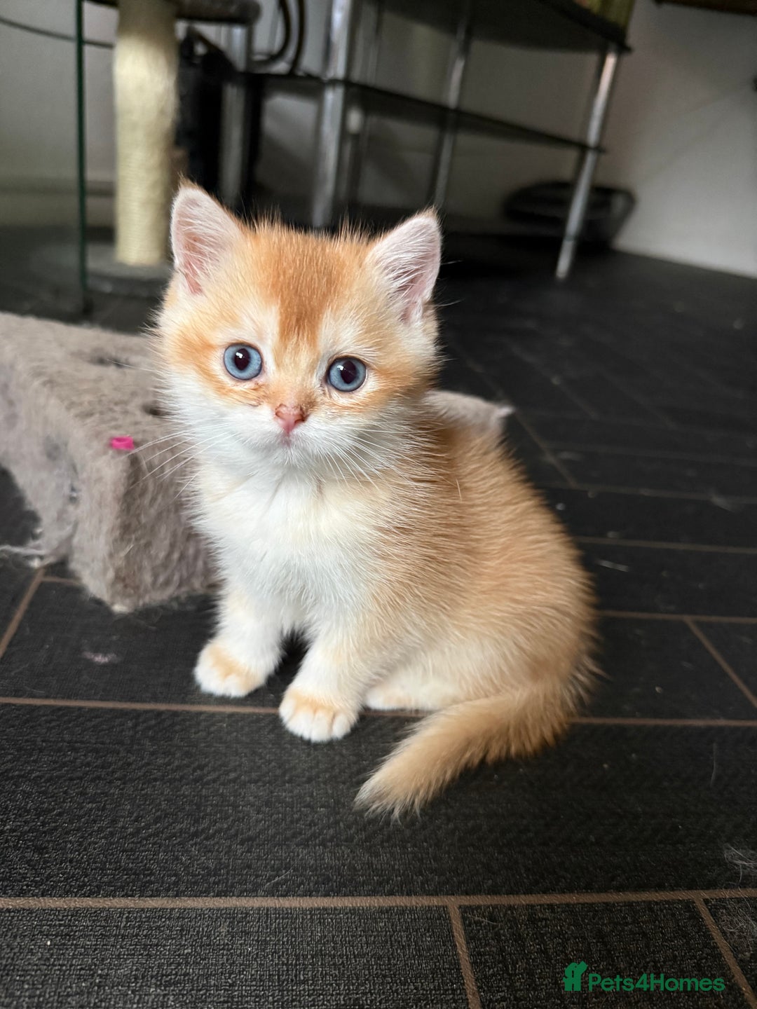 British Shorthair cats for sale: GCCF reg BSH Chocolate and Black Golden Kittens - Advert 18