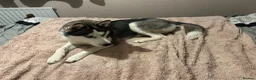 Siberian Husky dogs for sale:  Beautiful 10 Month Bitch.  - Advert 8