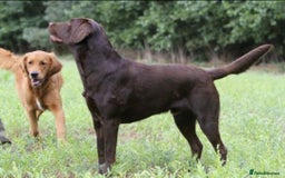 Labrador Retriever dogs for sale: KC Reg Fully Health Tested Black Labrador Puppies - Image 6