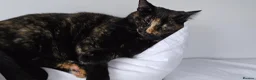 Mixed Breed cats for sale: Tortoise shell female spayed cat - Advert 10