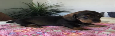 Miniature Dachshund 4