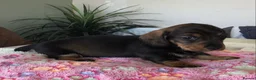Miniature Dachshund dogs for sale: SOMETHING A LITTLE DIFFERENT..MINI DACHSHUNDS  - Advert 8