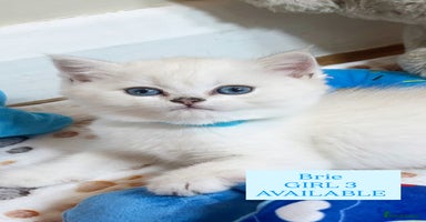 British Longhair cats in London - Advert 9