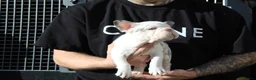 French Bulldog dogs for stud: Panda harlequin Husky koi Proven stud 🧬🔥 - Advert 2