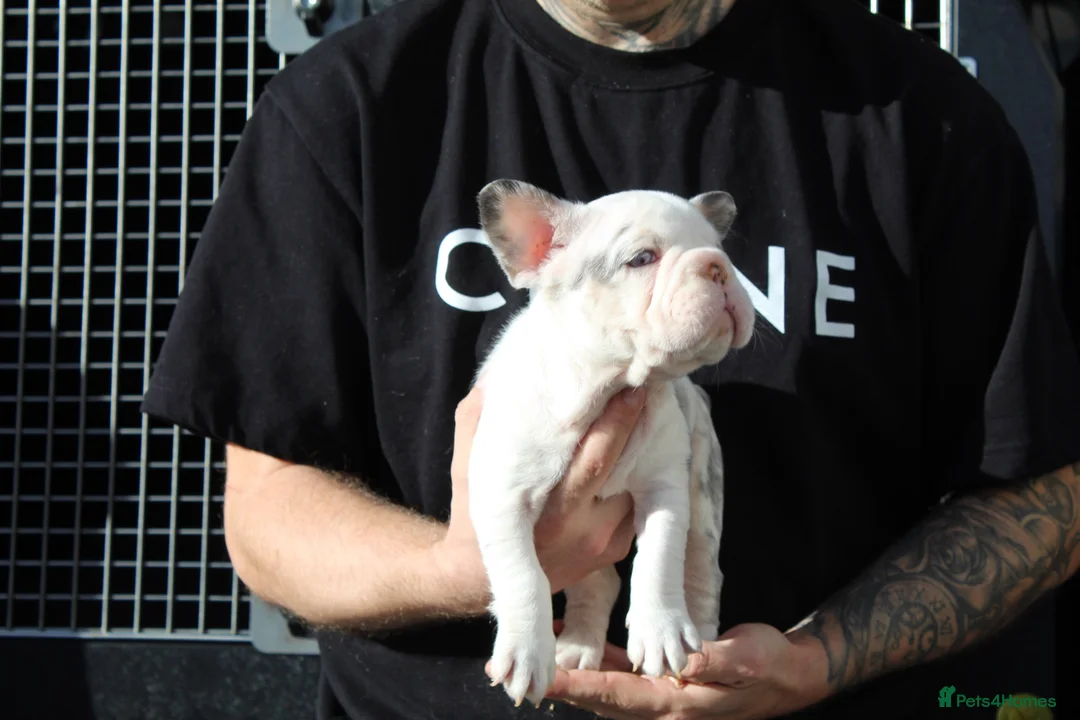 French Bulldog dogs for stud: Panda harlequin Husky koi Proven stud 🧬🔥 - Advert 2