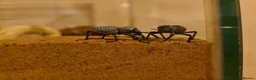 Mixed Breed invertebrates for sale: Blue death beetles/desert hairy scorpion cohabit - Advert 5