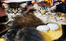 Scottish Fold cats for sale: Scotich fold long hair  - Image 9
