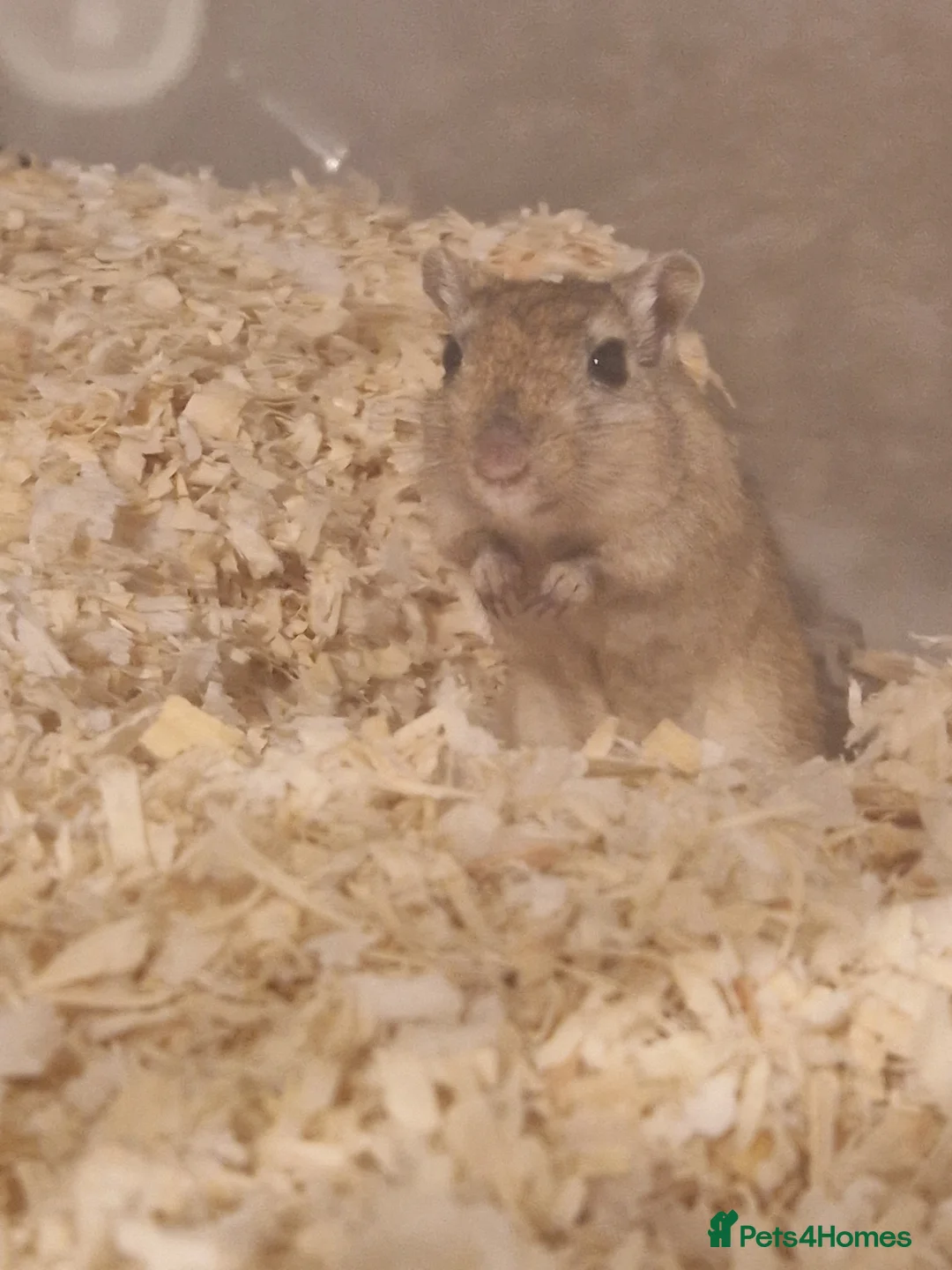 Gerbil rodents for sale: Single female available for bonding - Advert 2