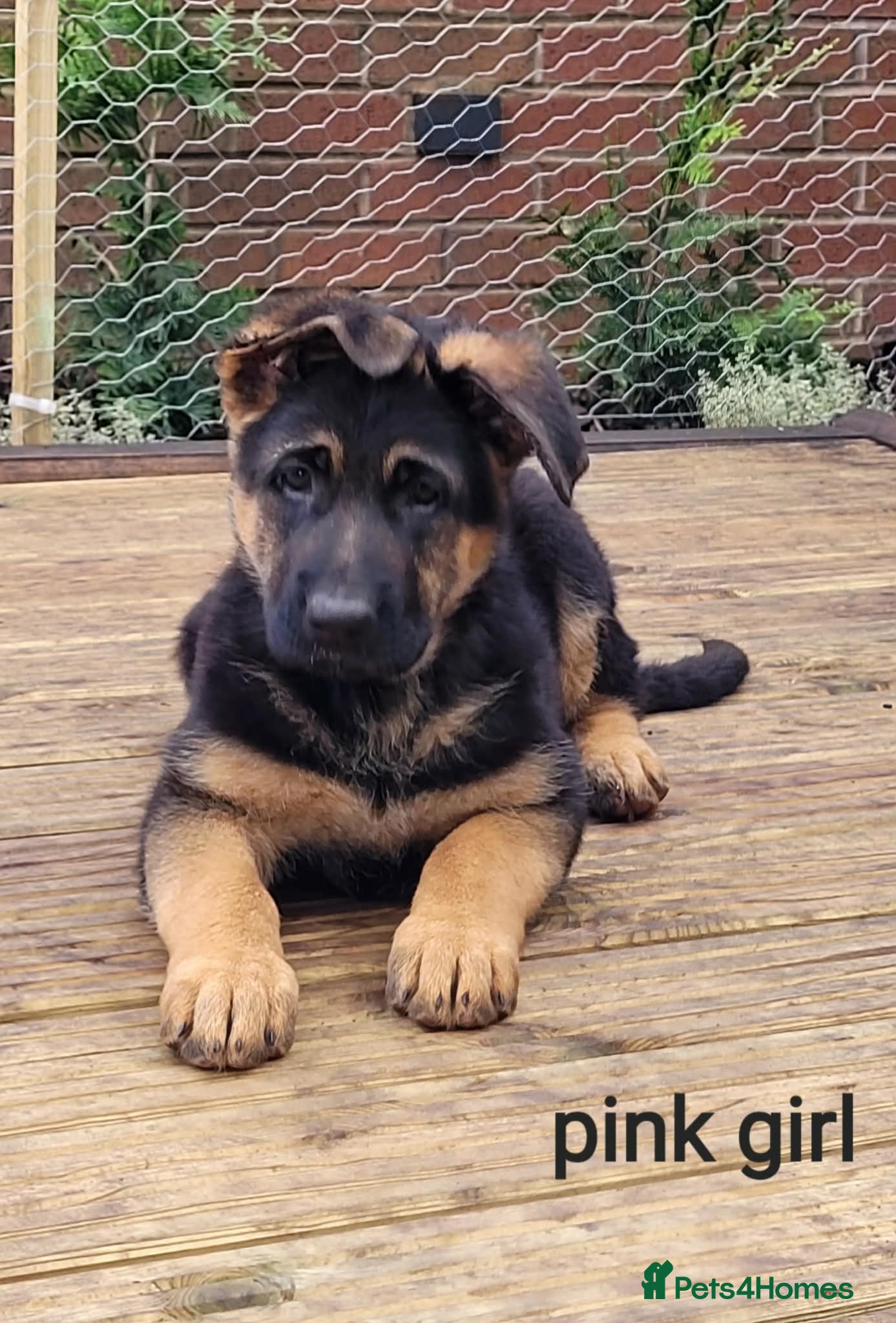 German Shepherd dogs 4 generation German shepard (shorthair) - Advert 2