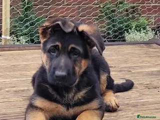 German Shepherd dogs 4 generation German shepard (shorthair) - Advert 2