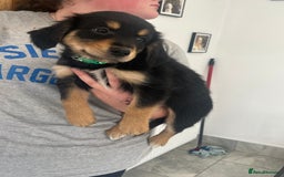 Mixed Breed dogs for sale: Gorgeous golden retriever mix litter - Image 6